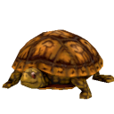 TurtleEasternBox.png