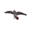 BirdCongoAfricanGray.png