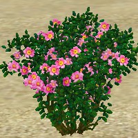 ContentListsCAWplant rose pink wild.jpg