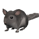 RodentChinchilla.png