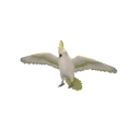 BirdCockatoo.png