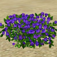 ContentListsCAWplant pansies purple.jpg