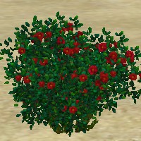 ContentListsCAWplant rose red wild.jpg