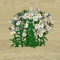 ContentListsCAWplant daisy white.jpg