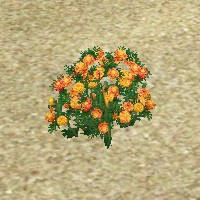 ContentListsCAWplant marigolds.jpg