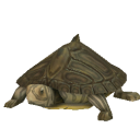 TurtleBarboursMap.png