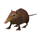 RodentShrew.png