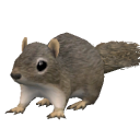 RodentSquirrel.png