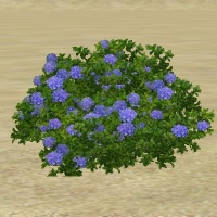 ContentListsCAWplant hydrangea.jpg