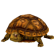 TurtleEasternBox.png