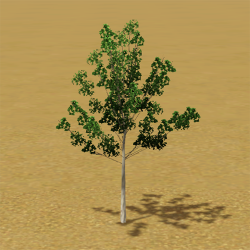 CAW trees european aspen ITF.png
