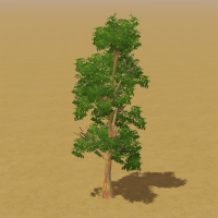 CAW treerainboweucalyptus IP.png