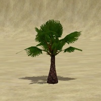 ContentListsCAWtree palm fan.jpg