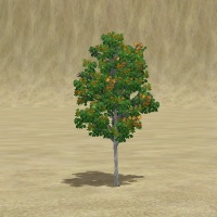 ContentListsCAWtree maple young.jpg