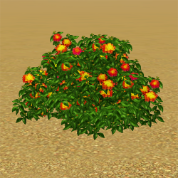 CAW plants lantana IP.png