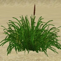 ContentListsCAWplant cattails.jpg