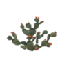 PricklyPearCactus.png