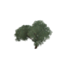MesquiteTree.png