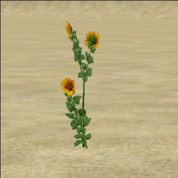 ContentListsCAWplant sunflowers.jpg