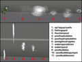 Thumbnail for version as of 04:49, 14 August 2010