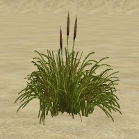 ContentListsCAWplant swamp cattails.jpg