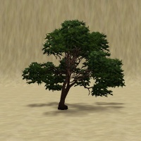 ContentListsCAWtree cypress chinese.jpg