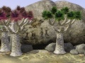 2-dragon-trees.jpg