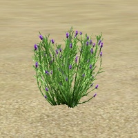 ContentListsCAWplant lavender.jpg