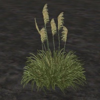 ContentListsCAWplant swamp pampass grass.jpg