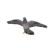 BirdPidgeon.png