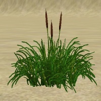 ContentListsCAWplant cattails three.jpg