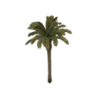 PalmRoyalTree.png